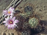 Mammillaria schumannii ©JLcoll.3085b.jpg